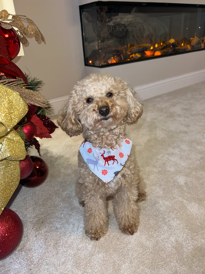 CHRISTMAS KISSES - Pet Matching Bandana