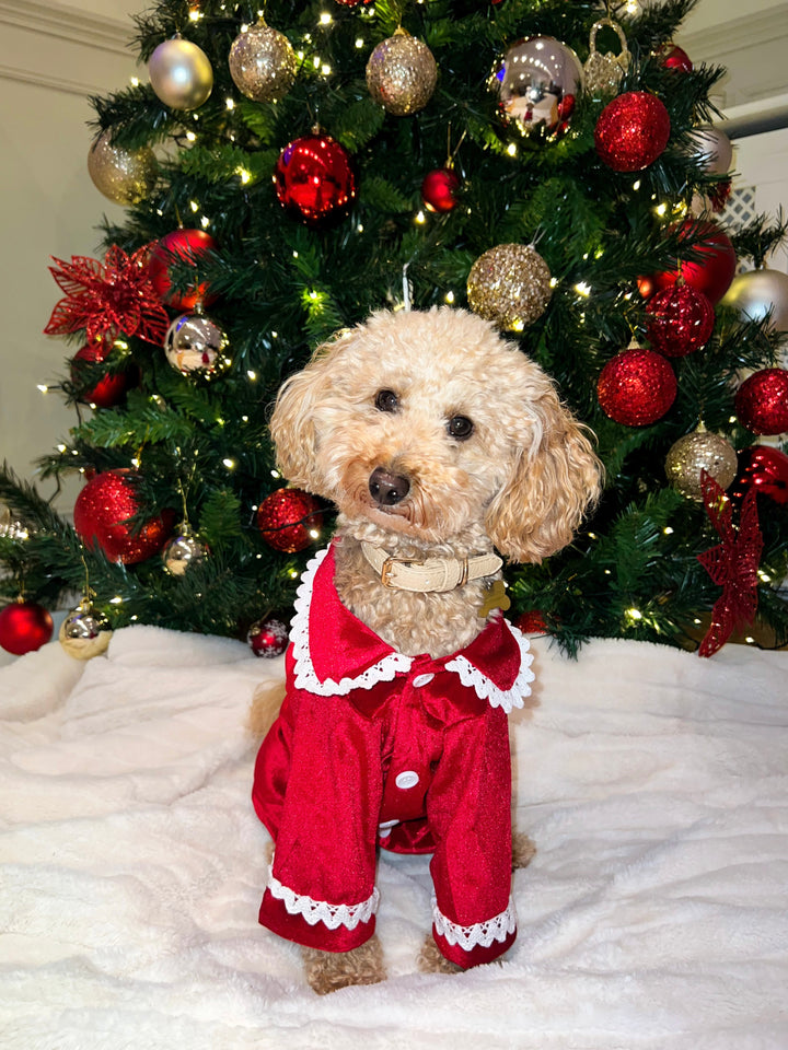 RED VELVET - Pet Red Plush Velour Matching Pyjamas