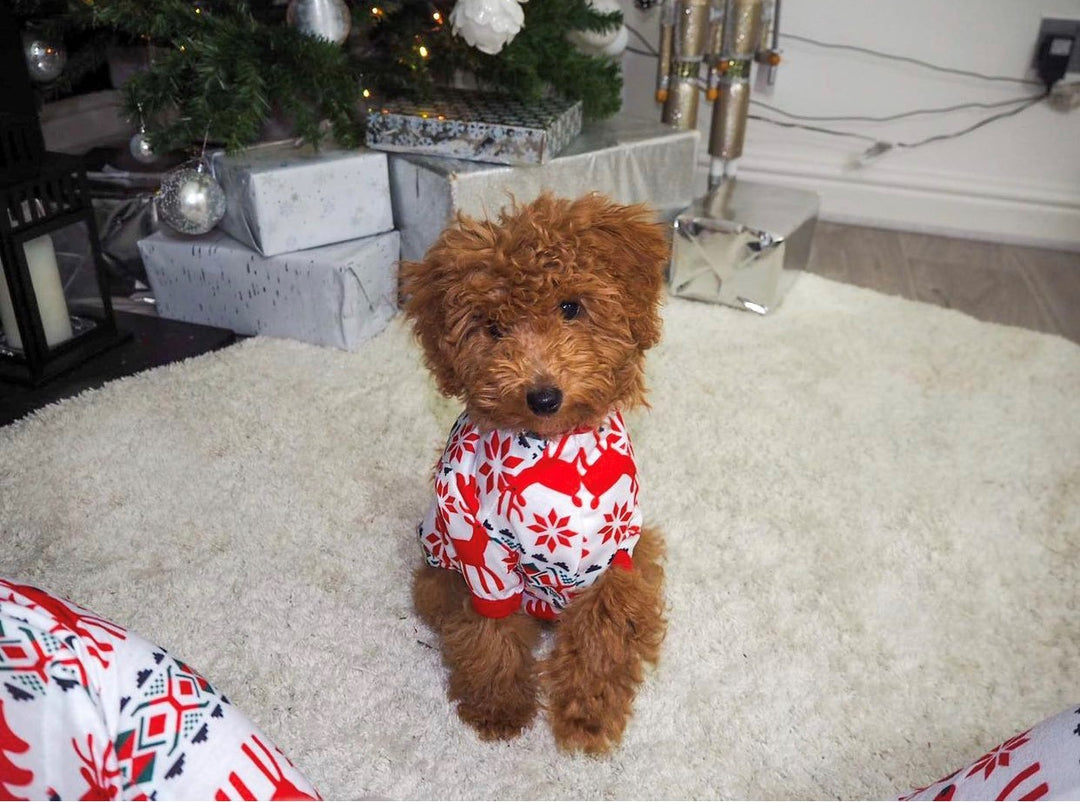 RUDOLPH - PET One Piece Matching Pyjamas